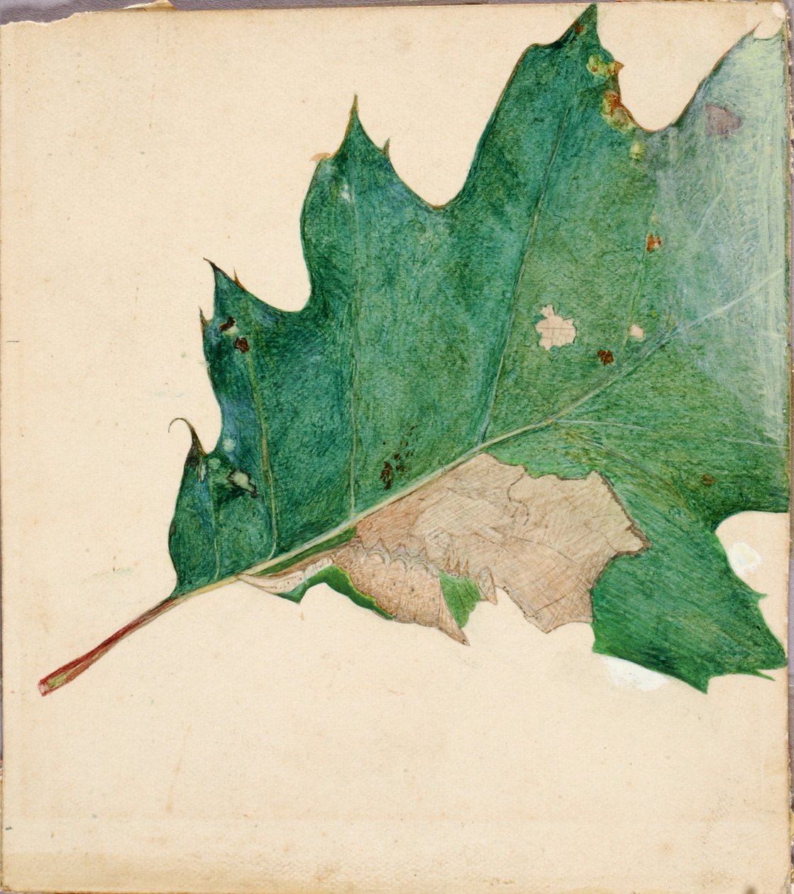 Oligocentra Lignicolor, Walker, estudo para o livro Concealing Coloration in the Animal Kingdom. de Abbott Handerson Thayer