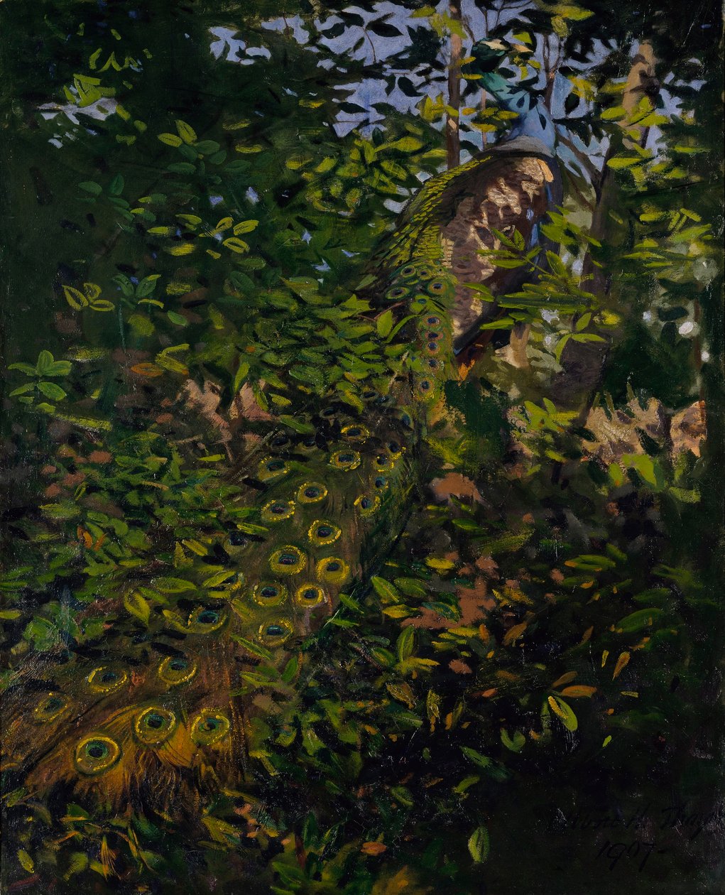 Pavão na floresta, estudo para o livro Concealing Coloration in the Animal Kingdom de Abbott Handerson Thayer