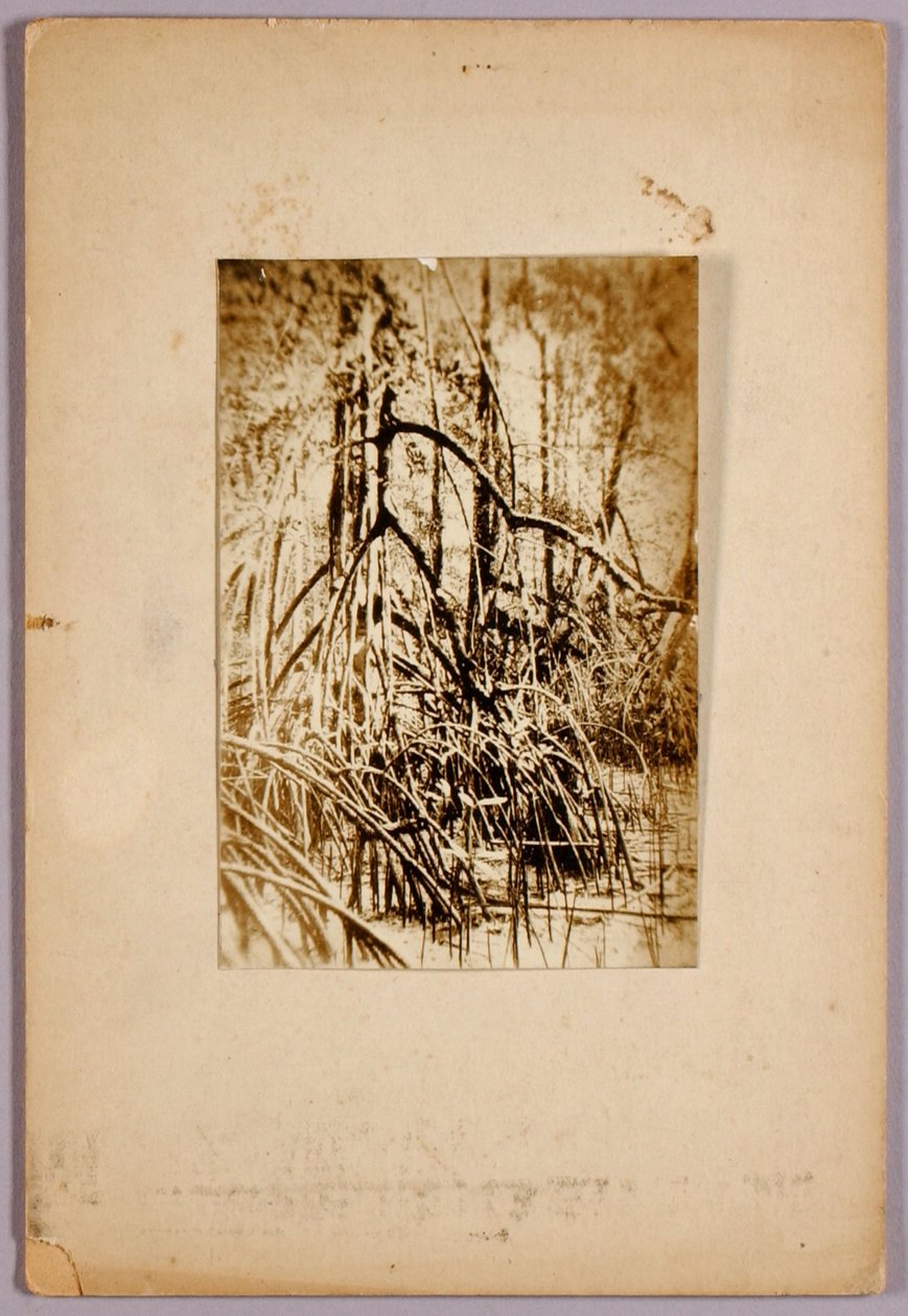 Fotografia de um pântano, pasta de estudo para o livro Concealing Coloration in the Animal Kingdom de Abbott Handerson Thayer