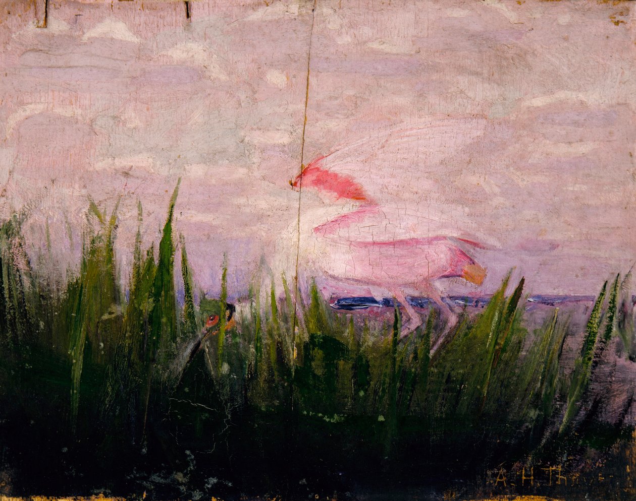 Colhereiro rosado, estudo para o livro Concealing Coloration in the Animal Kingdom de Abbott Handerson Thayer