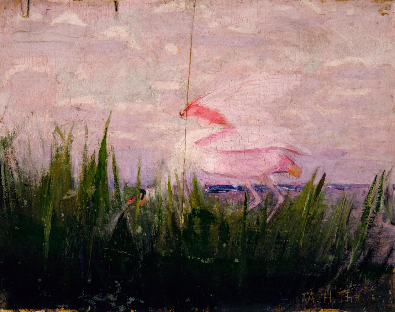 Roseate Spoonbill, estudo para o livro Concealing Coloration in the Animal Kingdom, ca. 1905-1909. de Abbott Handerson Thayer