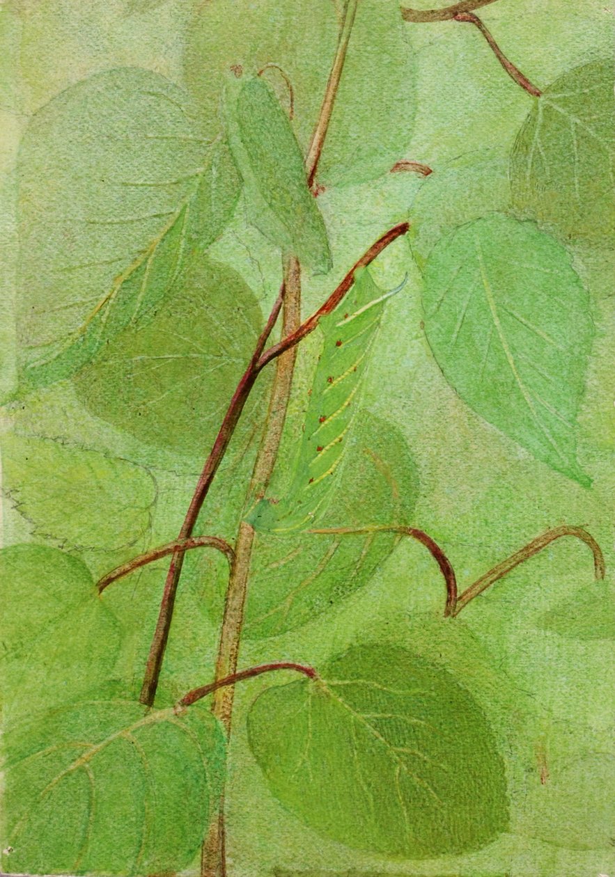 Sphinx Caterpillar, estudo para o livro Concealing Coloration in the Animal Kingdom, s.d. de Abbott Handerson Thayer