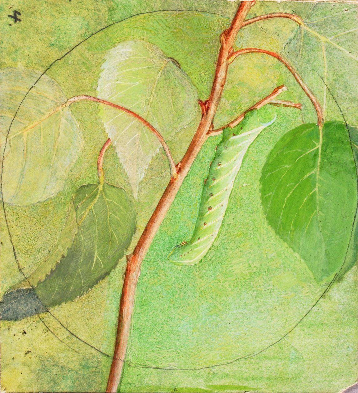 Sphinx Caterpillar, estudo para o livro Concealing Coloration in the Animal Kingdom, s.d. de Abbott Handerson Thayer