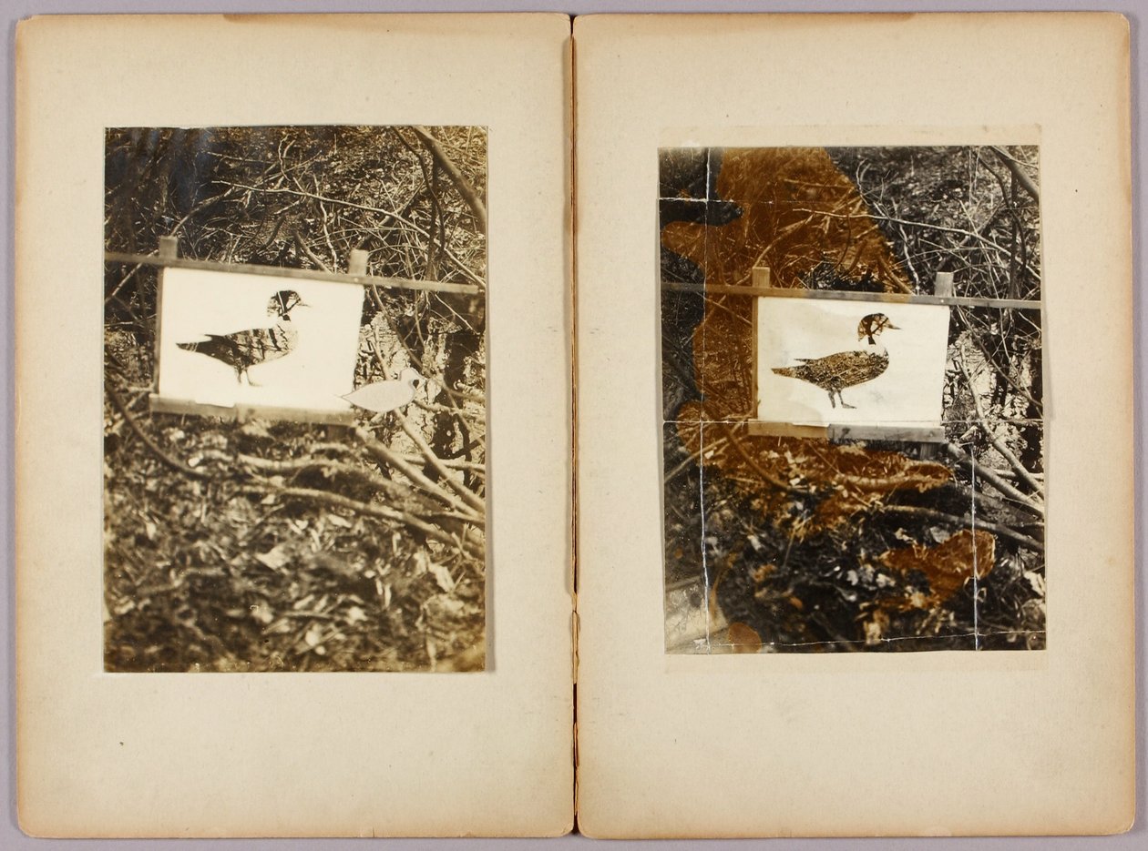 Stencil Ducks, dossier de estudo para o livro Concealing Coloration in the Animal Kingdom de Abbott Handerson Thayer