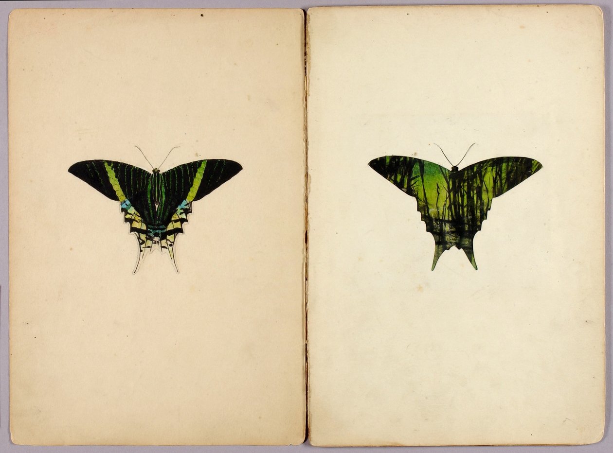 Traça-urânia, pasta de estudos para o livro «Coloração protectora no reino animal» de Abbott Handerson Thayer