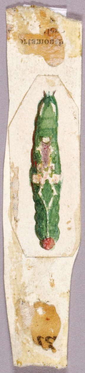 White Birch Leaf Edge Caterpillar, estudo para o livro Concealing Coloration in the Animal Kingdom. de Abbott Handerson Thayer