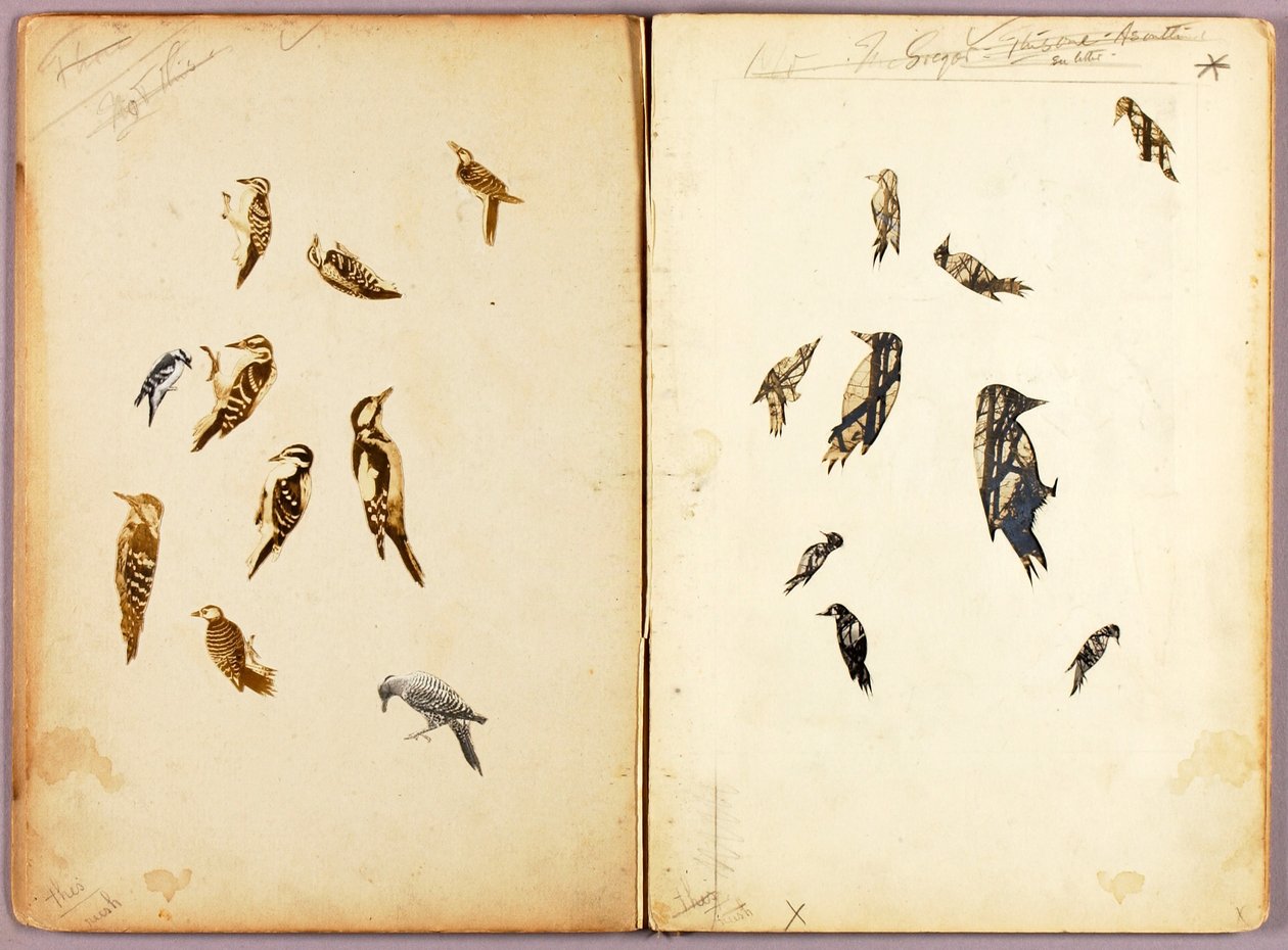 Pica-pau, pasta de estudos para o livro Coloração dissimuladora no reino animal de Abbott Handerson Thayer