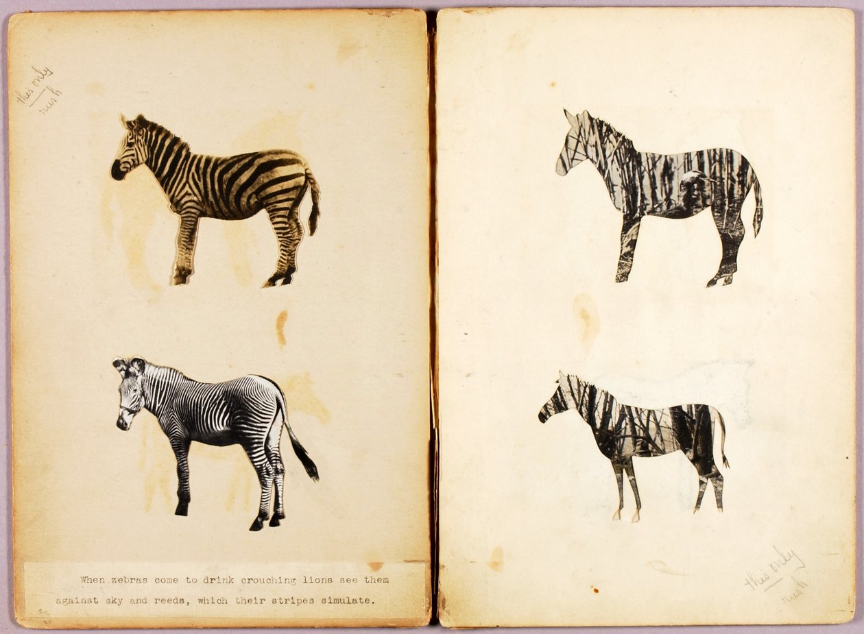 Zebras, dossier de estudo para o livro Concealing Coloration in the Animal Kingdom de Abbott Handerson Thayer