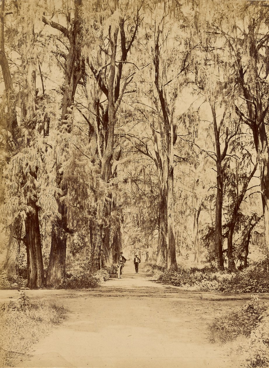México. Bosque de Chapultepec, Perto do México de Abel Briquet