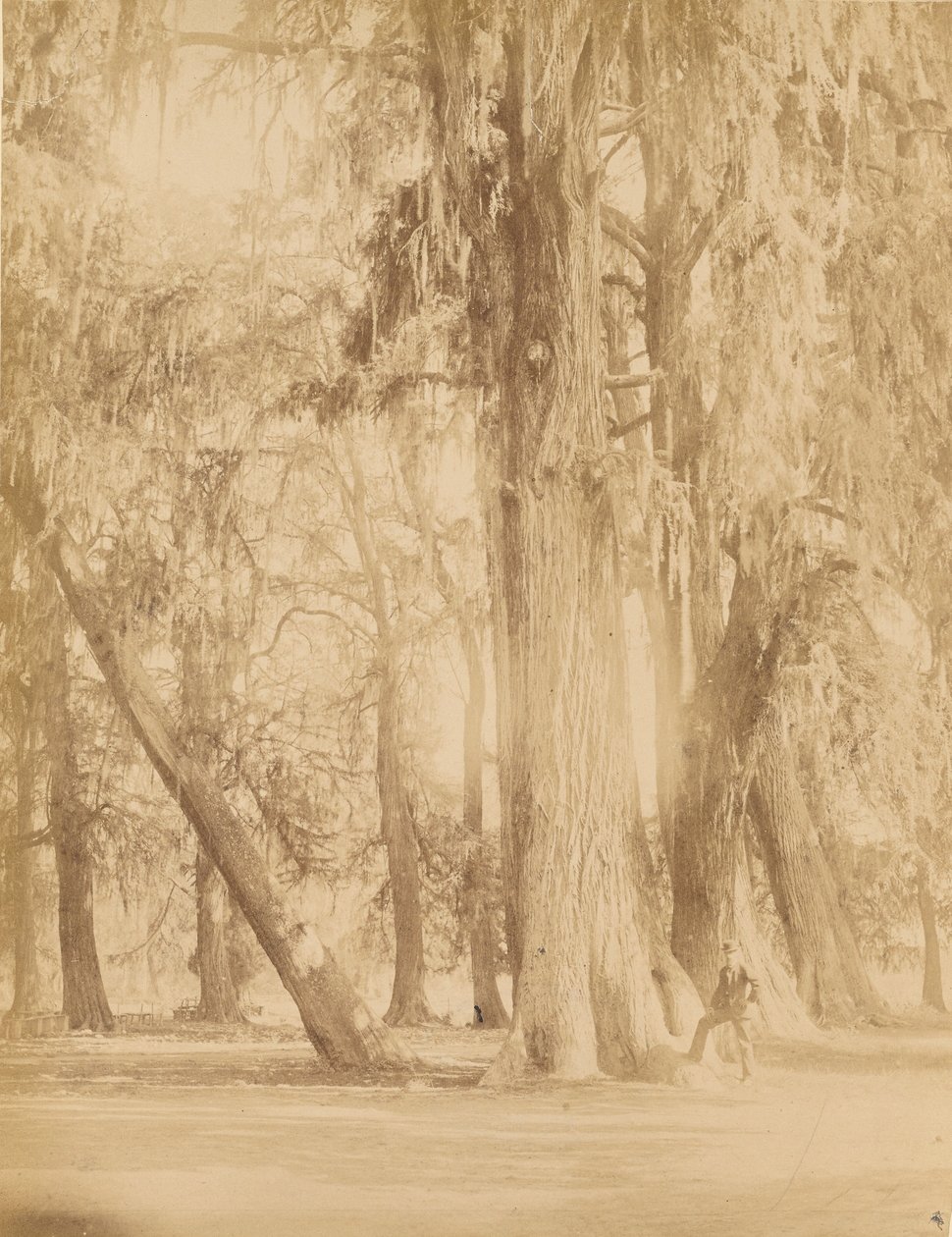 México. Bosque de Chapultepec, Perto do México de Abel Briquet