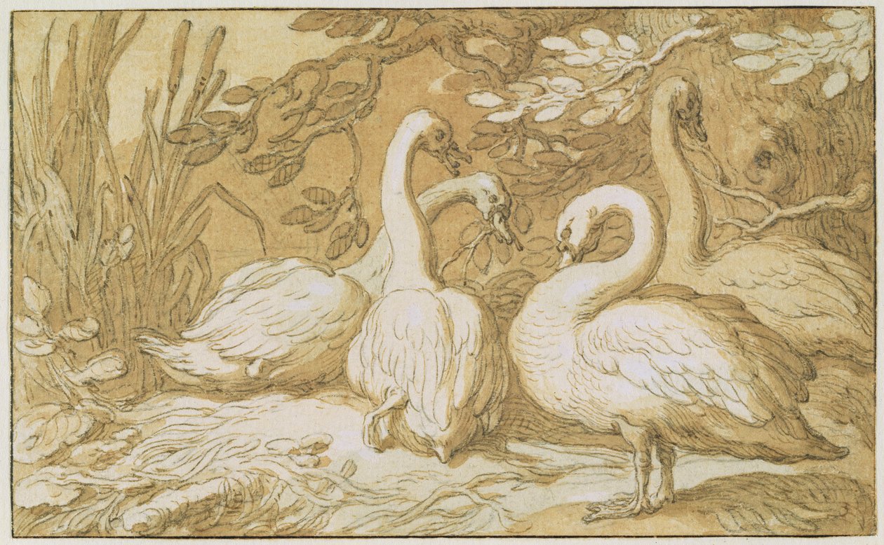 Um grupo de cisnes (caneta e lavagem e bodycolour no papel) de Abraham Bloemaert