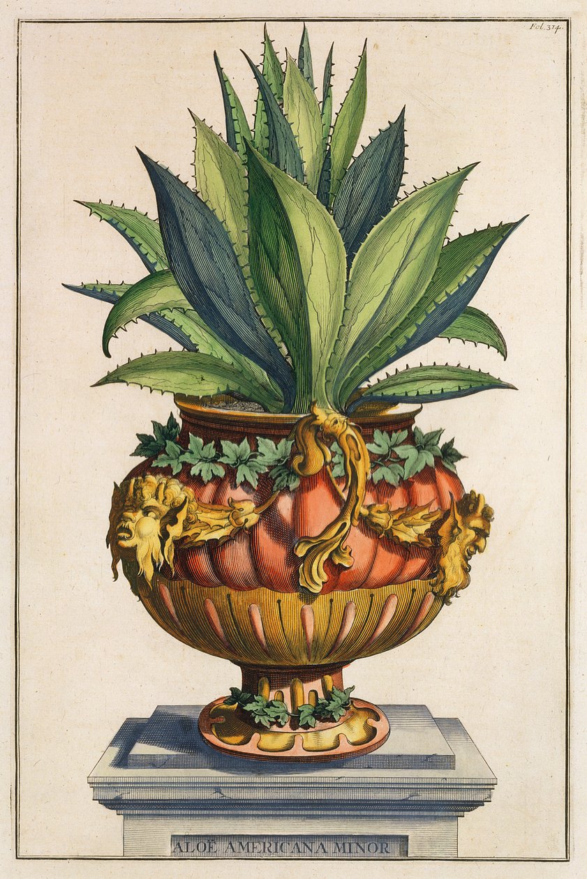 Aloe Americana Menor, de &39;Phytographia Curiosa&39;, publicado em 1702 de Abraham Munting