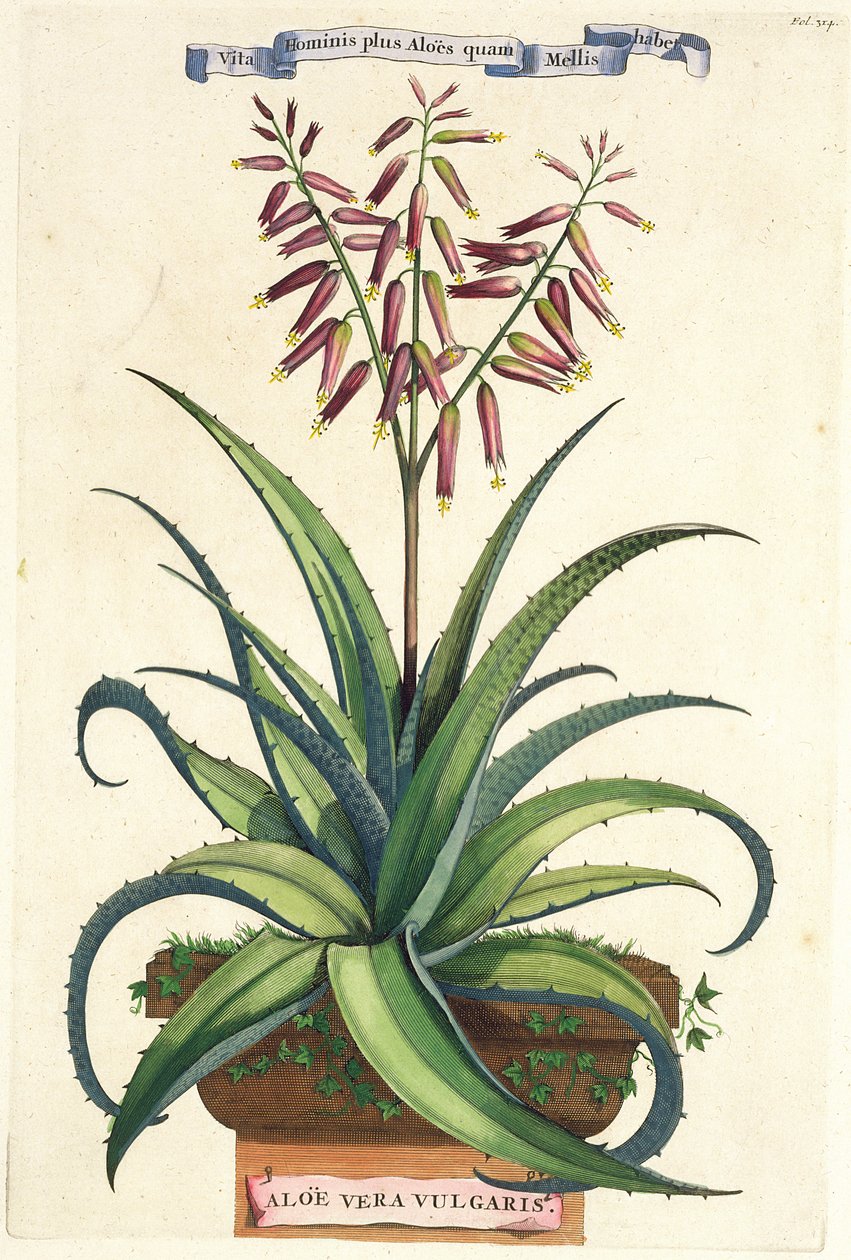 Aloe Vera Vulgaris, de &39;Phytographia Curiosa&39;, publicado em 1702 de Abraham Munting
