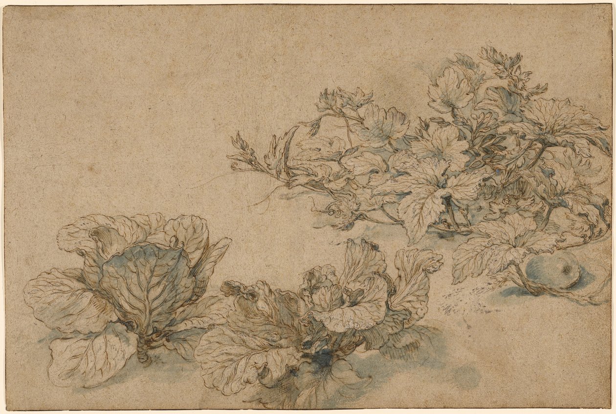 Estudos sobre uma planta de medula e couves de Abraham Bloemaert