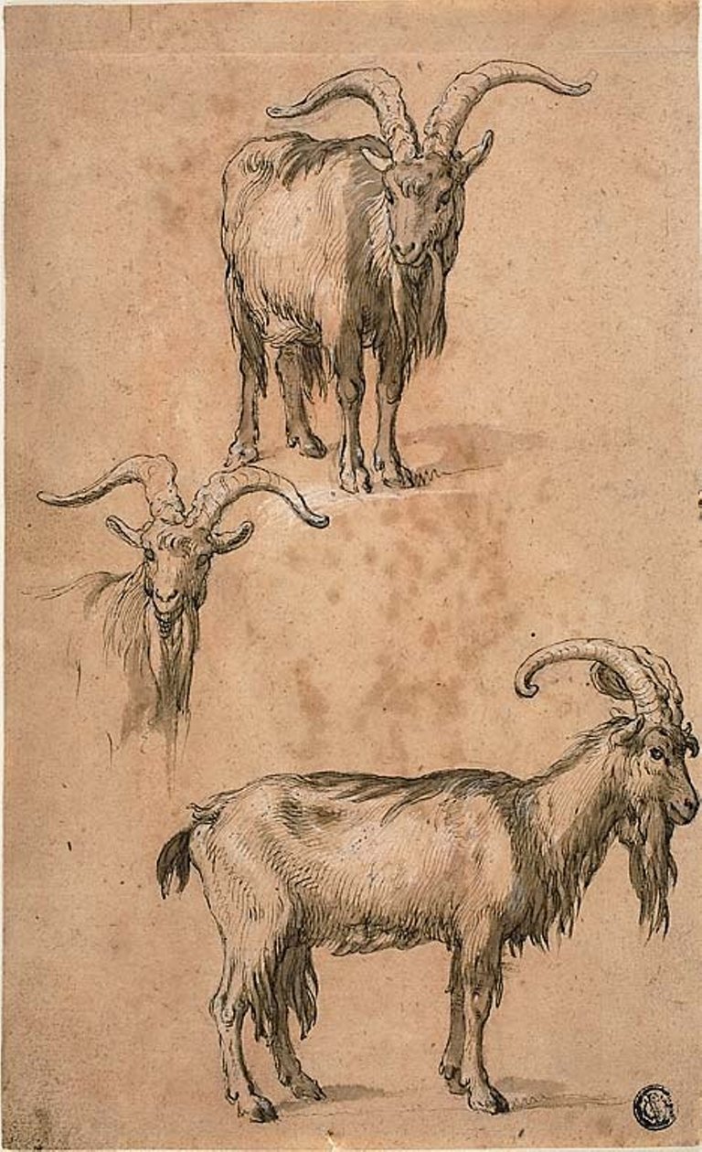 Três Esboços de uma Cabra (reto) Cortina de Figura Feminina em Pé (verso) de Abraham Bloemaert