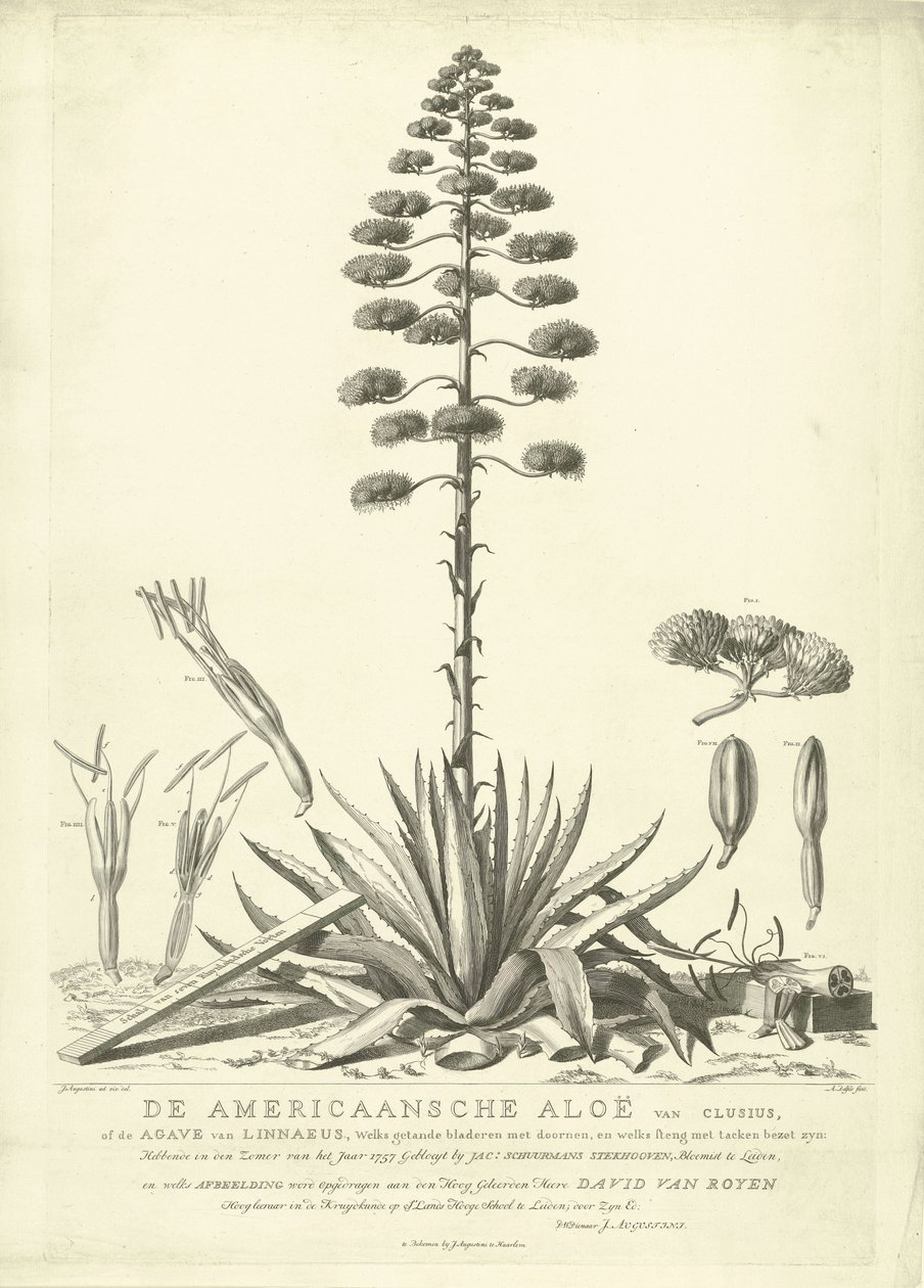 Aloé americano florido, 1757
O Aloé Americano de Clusius, ou o Agave de Linnaeus (...) Floresceu no Verão do Ano 1757 por Jac: Schuurmans Stkehooven, Florista em Leiden (título sobre o objecto) de Abraham Delfos