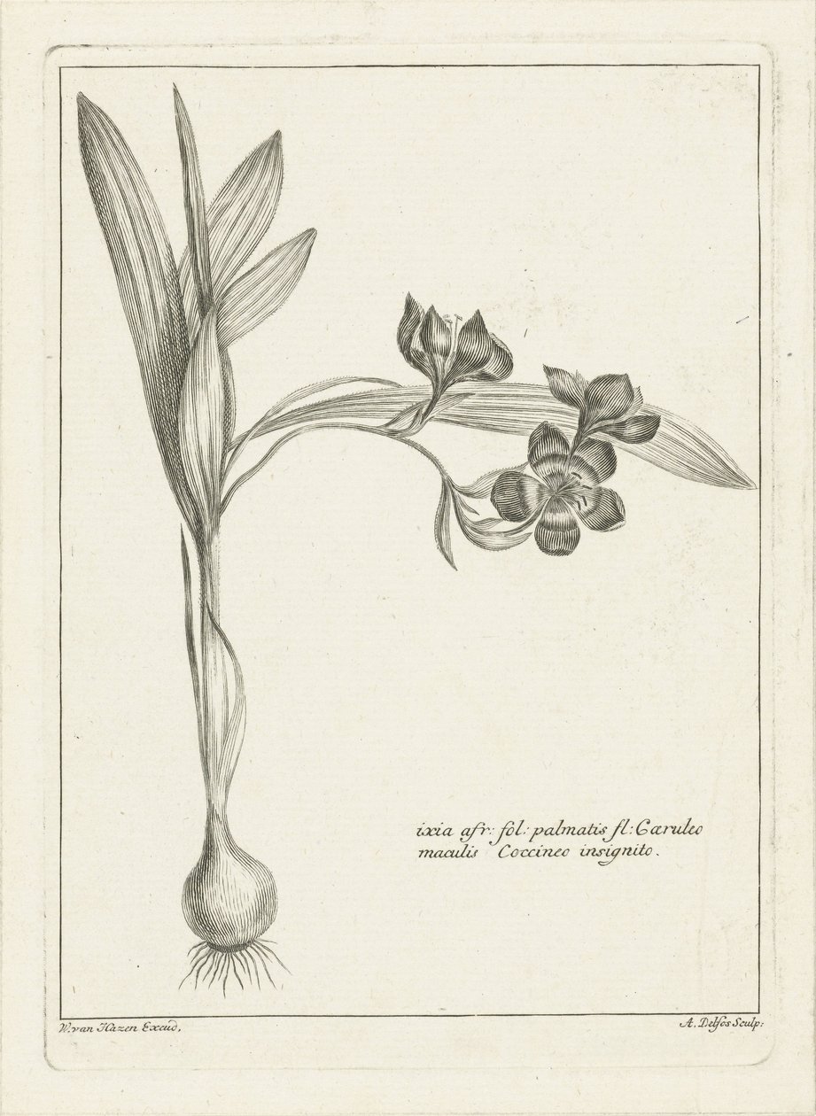 Ixia de Abraham Delfos
