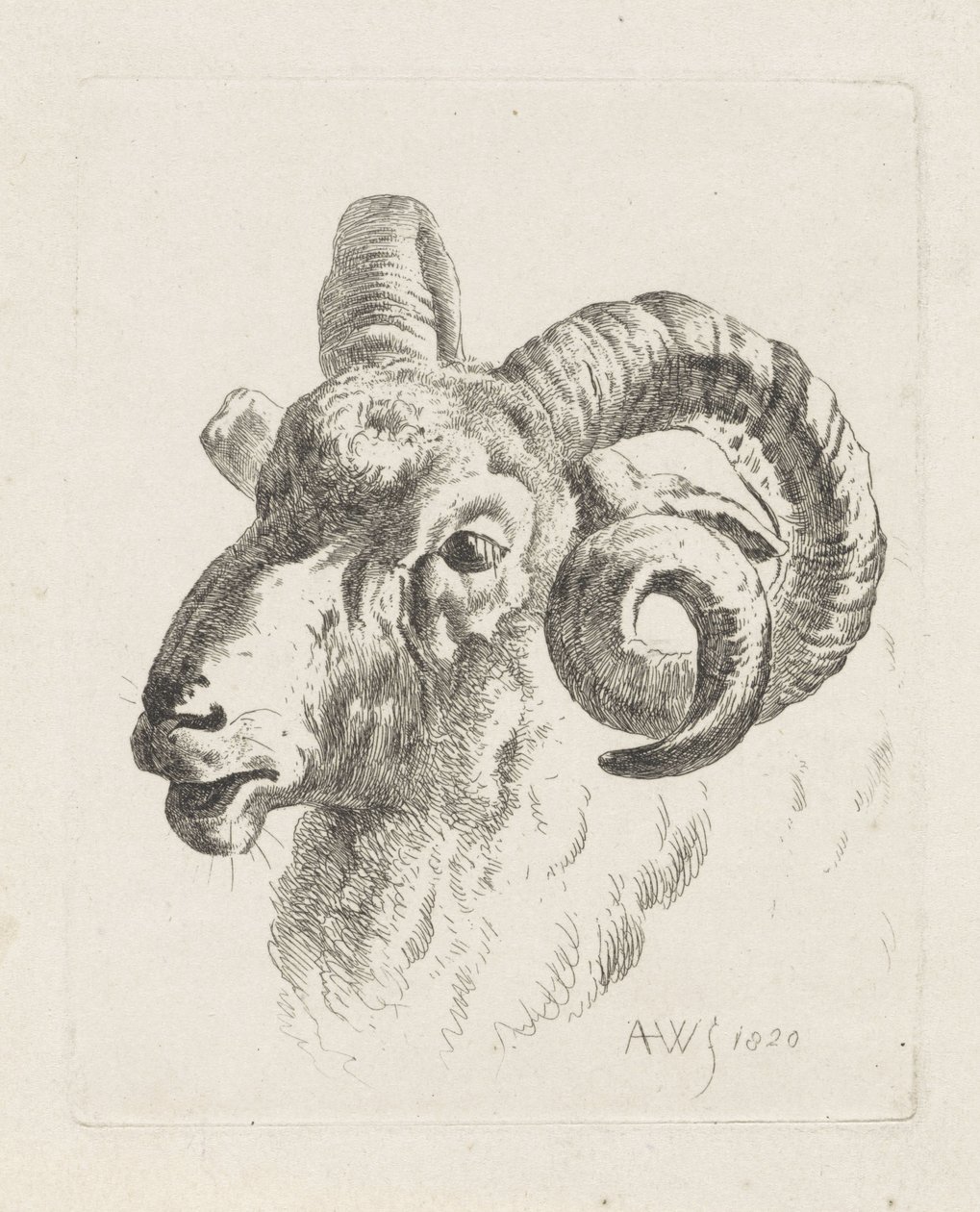 Ram cabeça para a esquerda de Abraham Hendrik Winter
