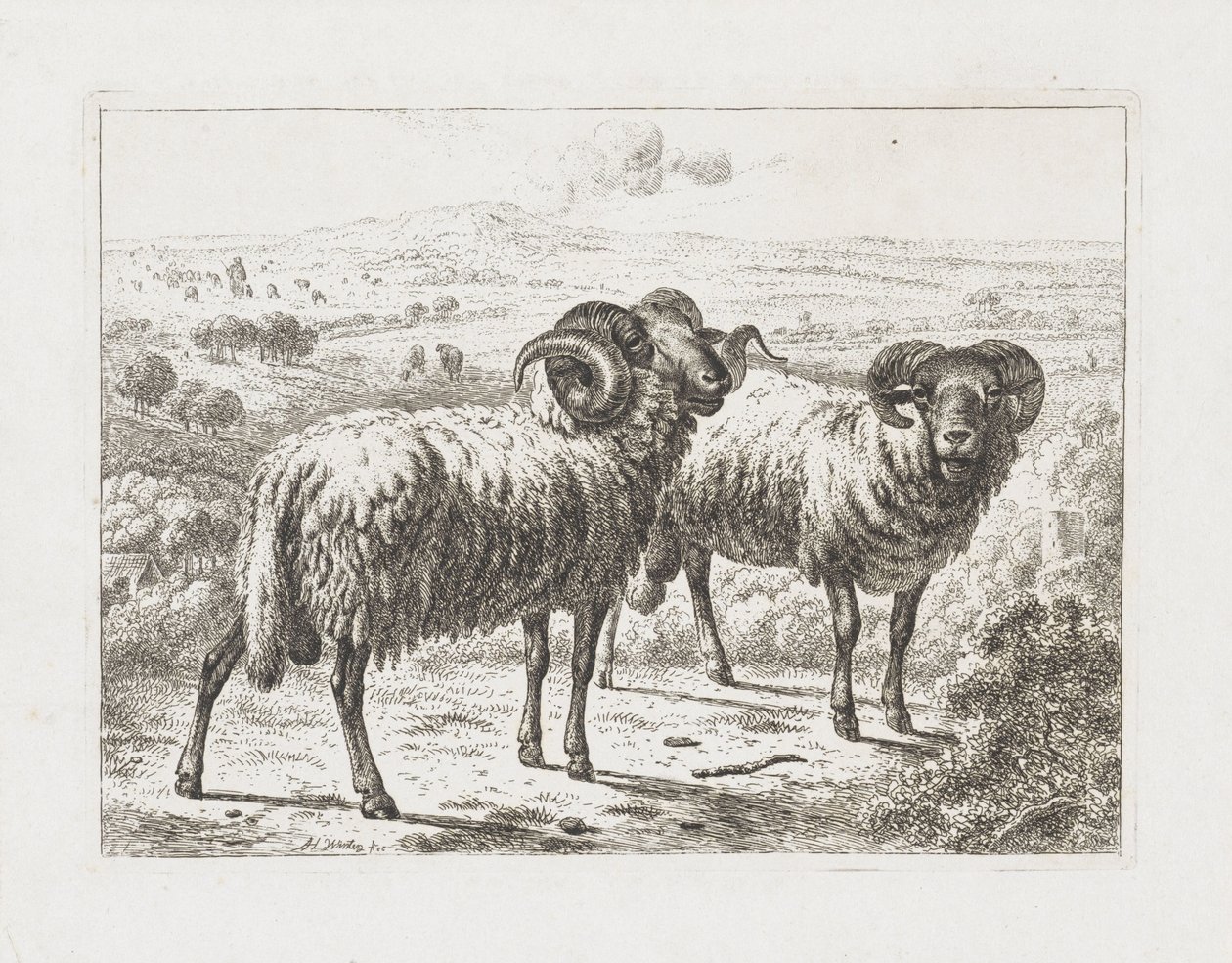 Dois carneiros de Abraham Hendrik Winter