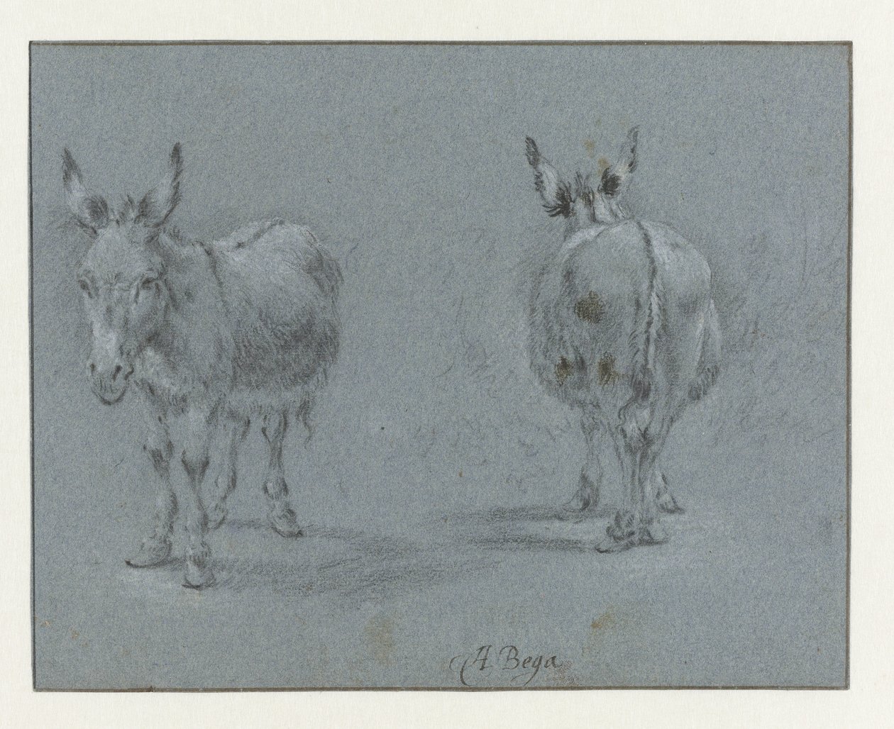 Dois estudos de um burro, visto de frente e de trás de Abraham Jansz Begeyn