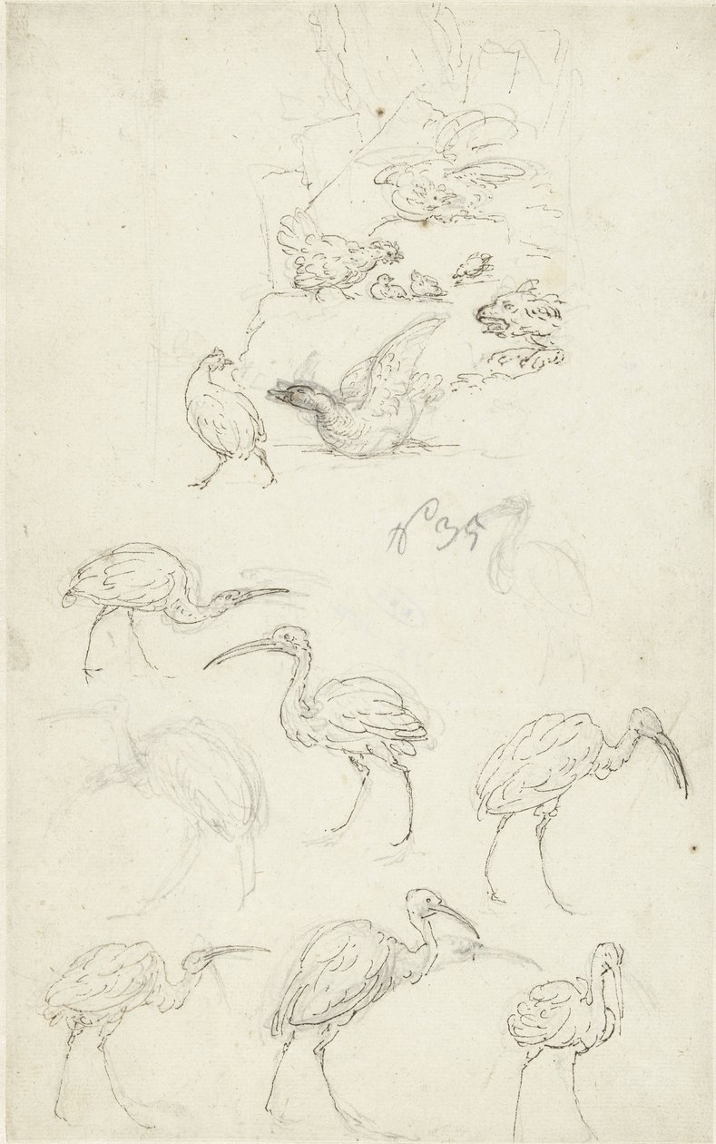Estudos de aves de Abraham Meertens