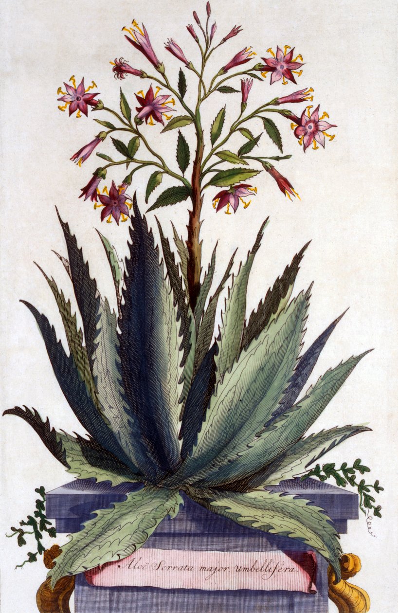 Aloe Serrata major umbellifera, de &39;Phytographia Curiosa&39;, publicado em 1702 de Abraham Munting