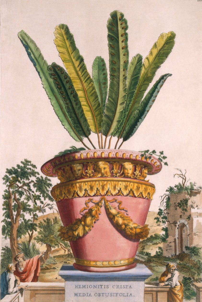 Hemionitis Crispa Media Obtusifolia, de &39;Phytographia Curiosa&39;, publicado em 1702 de Abraham Munting