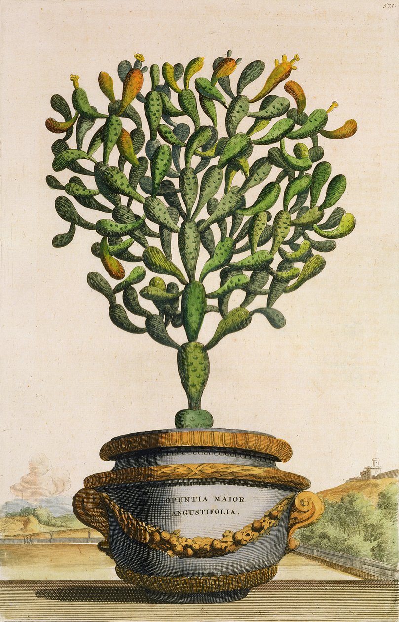 Opuntia Maior Augustifolia, da Phytographia Curiosa, publicou 1702 de Abraham Munting