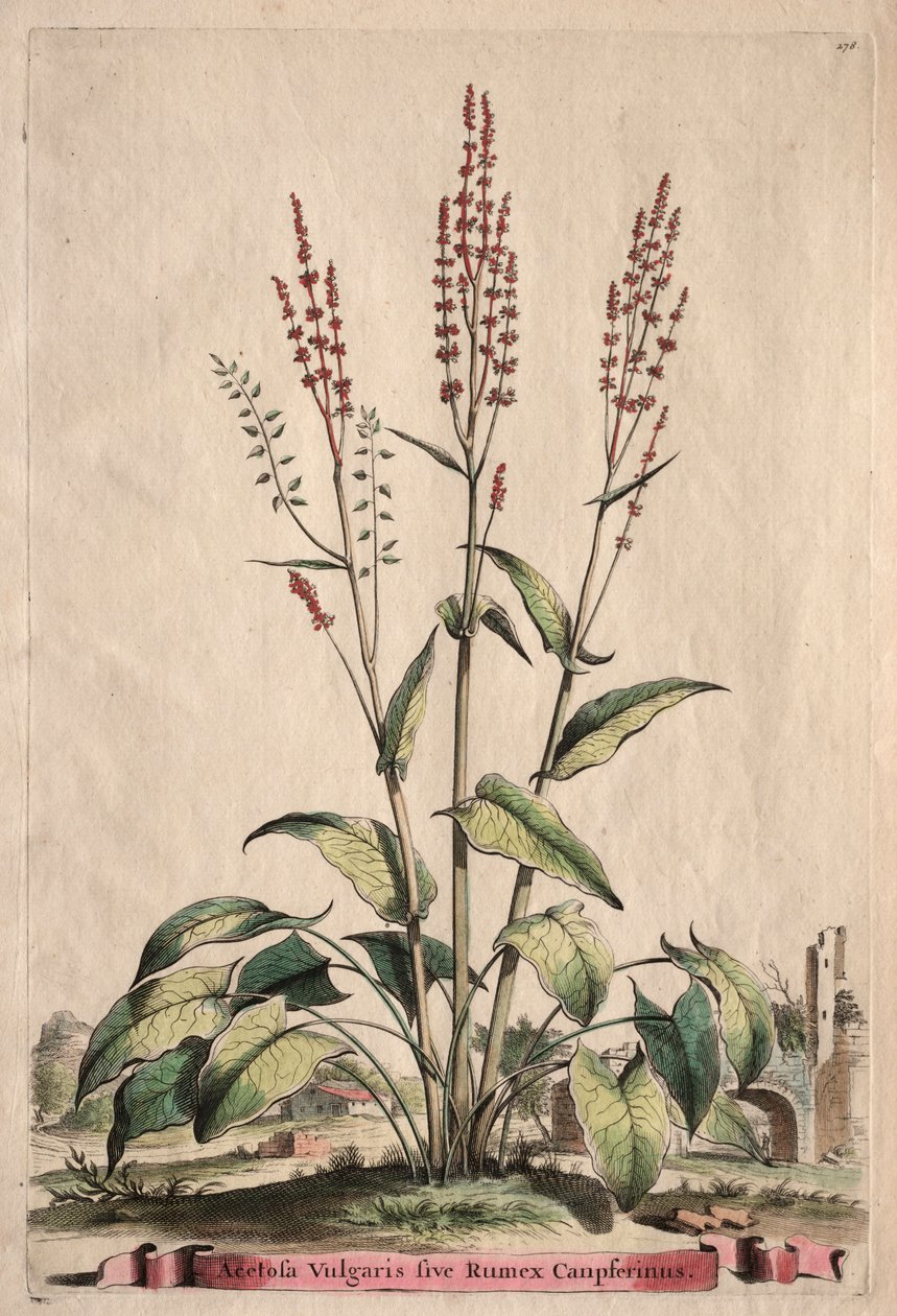 Phytographia Curiosa: Acetosa Vulgaris sive Rumex Canpferinus. de Abraham Munting