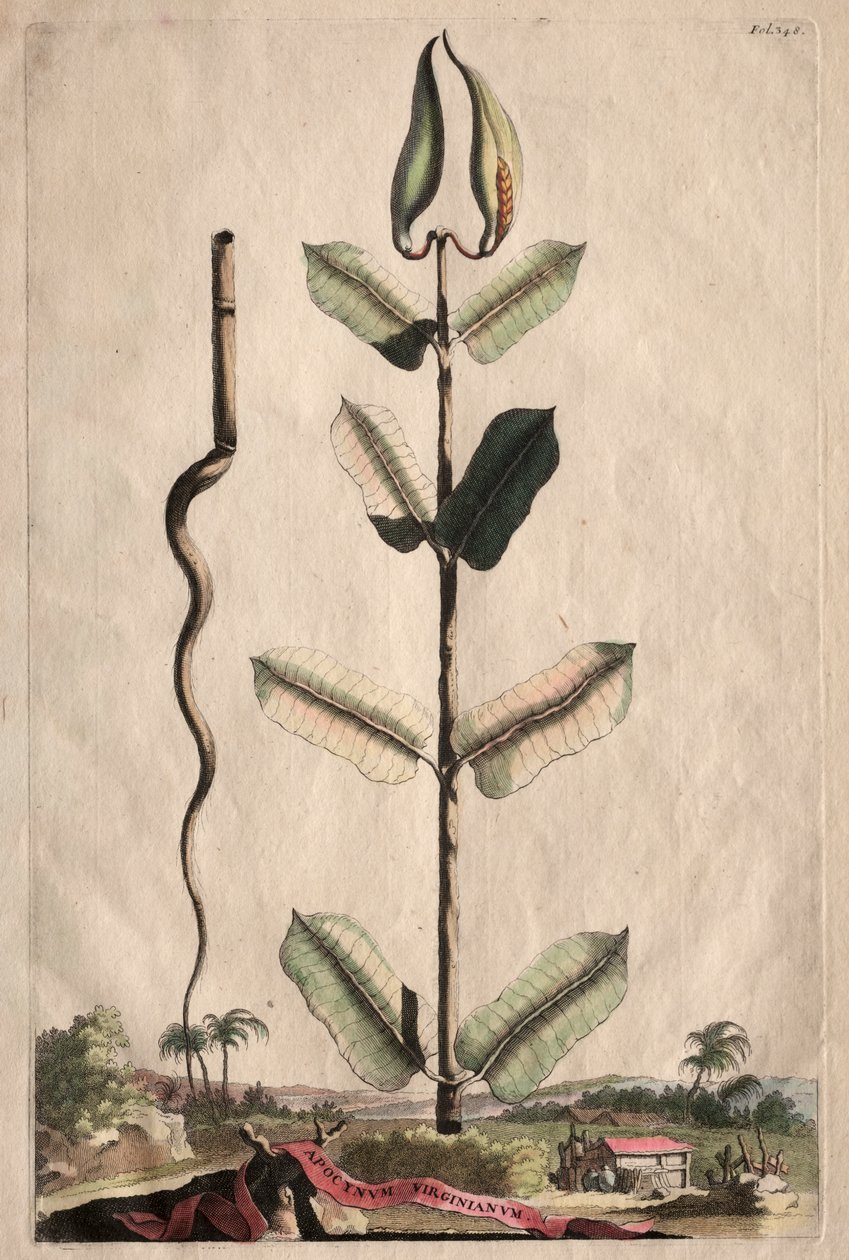 Curiosa Fitografia: Virginian Apocynum de Abraham Munting