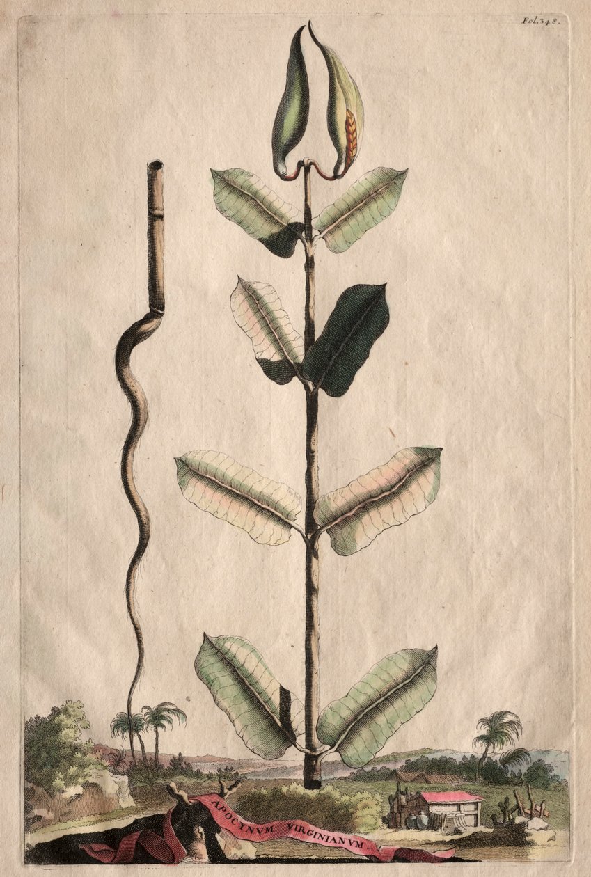 Phytographia curioso: Espalhando virginianum. de Abraham Munting