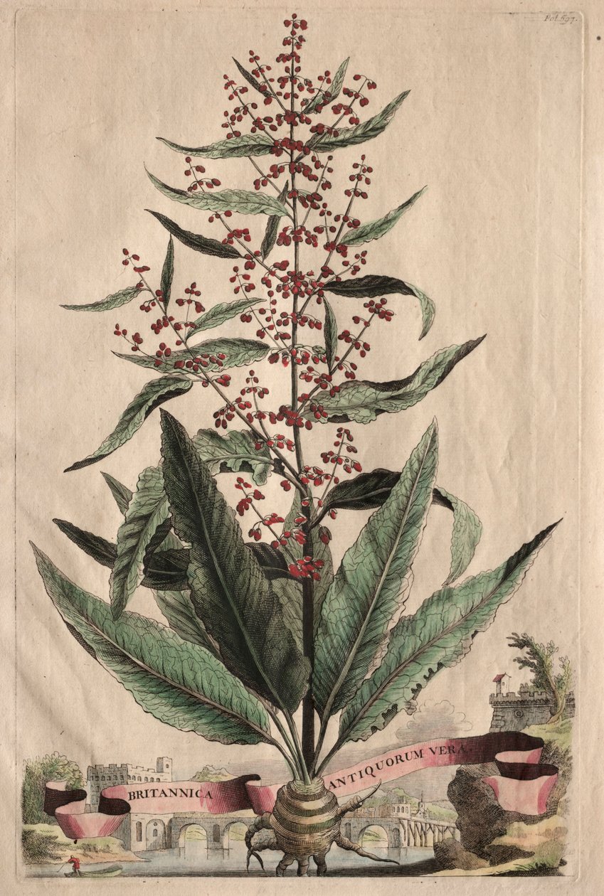 Phytographia curiosa: verdades antigas britânicas. de Abraham Munting