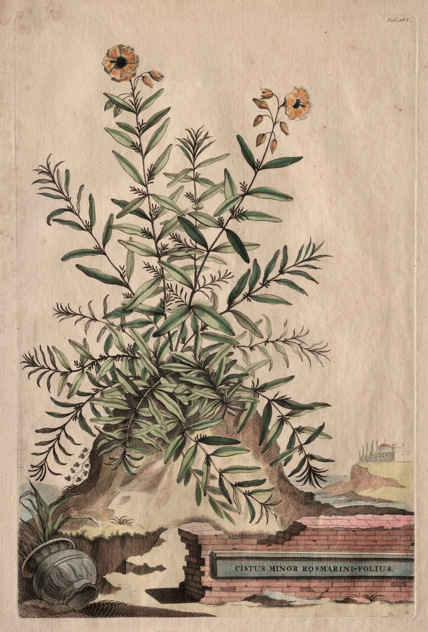 Fitografia Curiosa: Cistus Minor Rosemary-Leaf de Abraham Munting