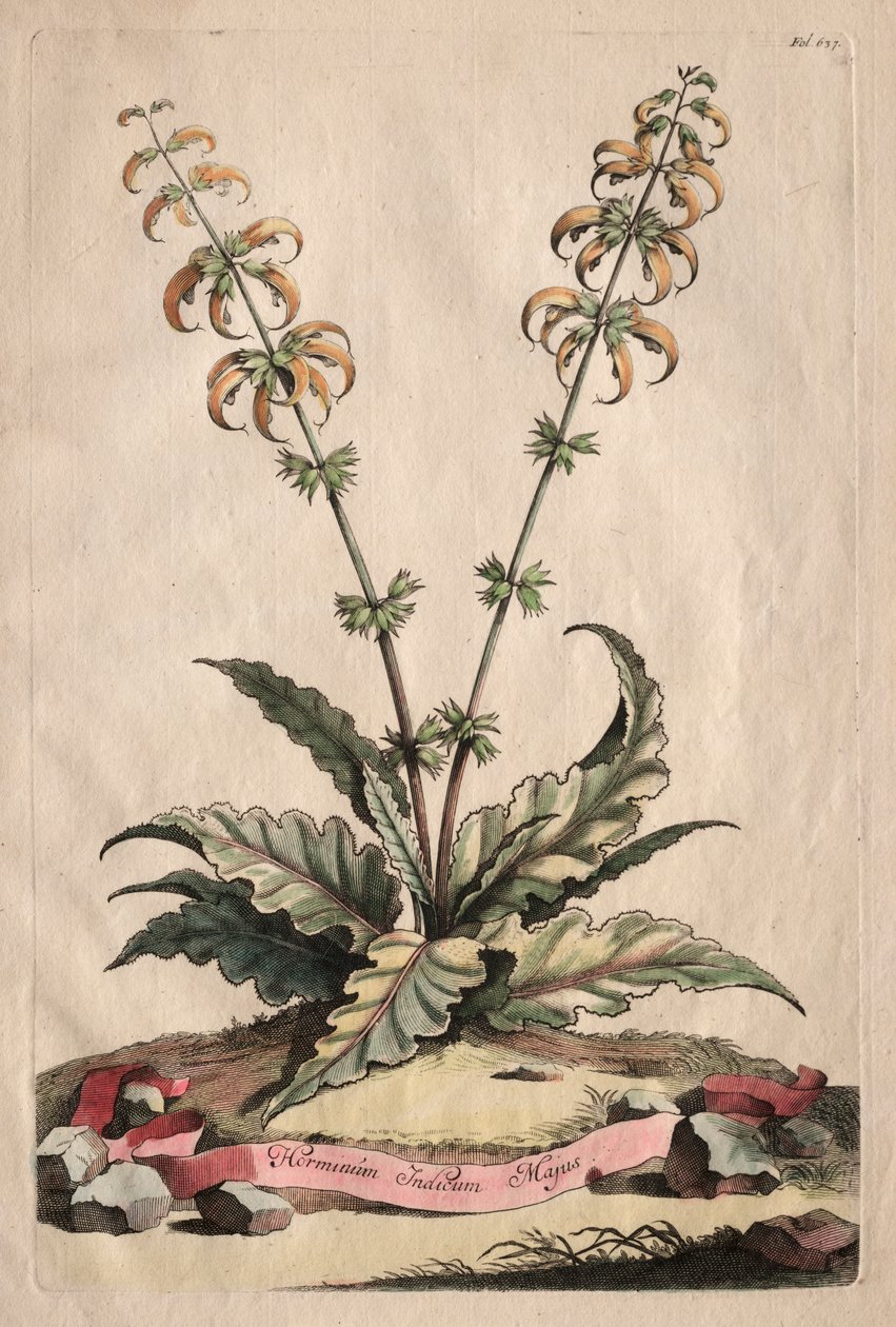 Phytographia Curiosa: The Greater Indian Horminus de Abraham Munting
