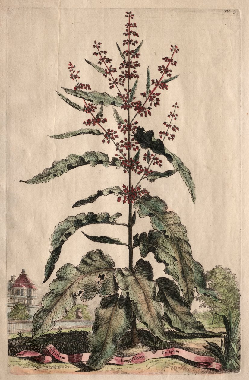 Fitografia Curiosa: Lapathum Longifolium Curlum de Abraham Munting