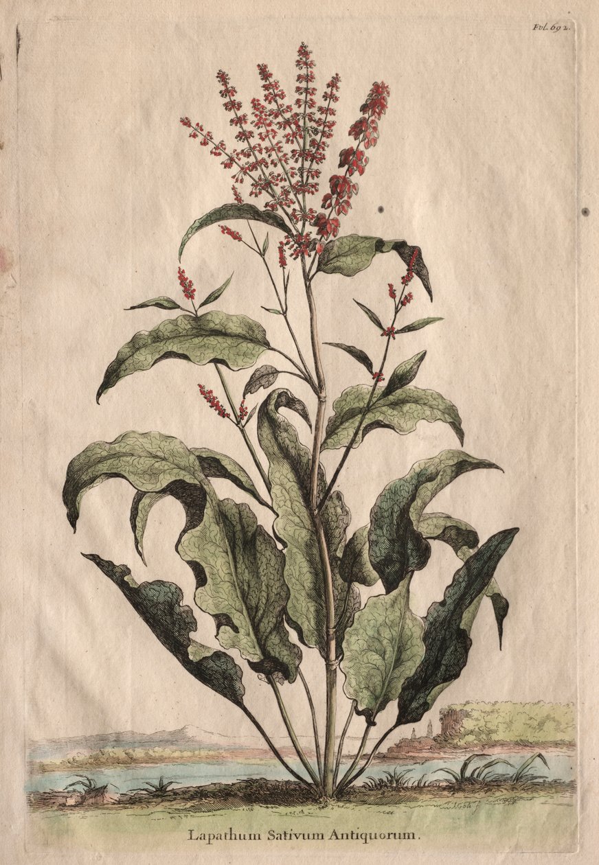 Curiosa Fitografia: Lapathum Sativum dos Antigos de Abraham Munting
