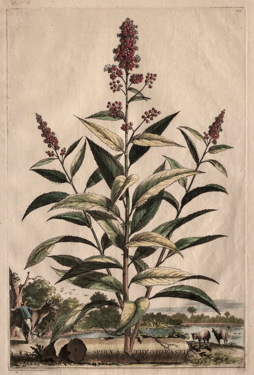 Fitografia curiosa: Spiraea Theophrastus de Abraham Munting