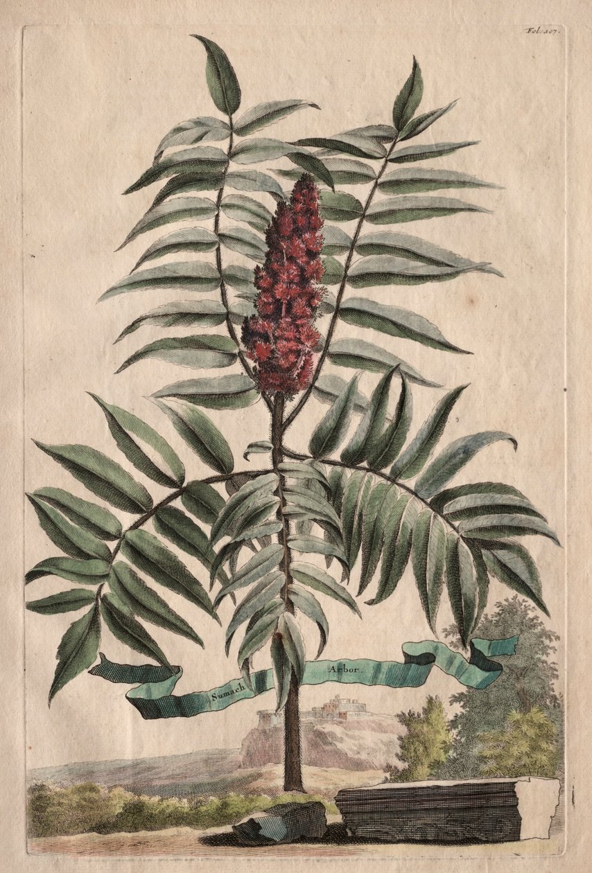 Phytographia Curiosa: Árvore de sumagre de Abraham Munting
