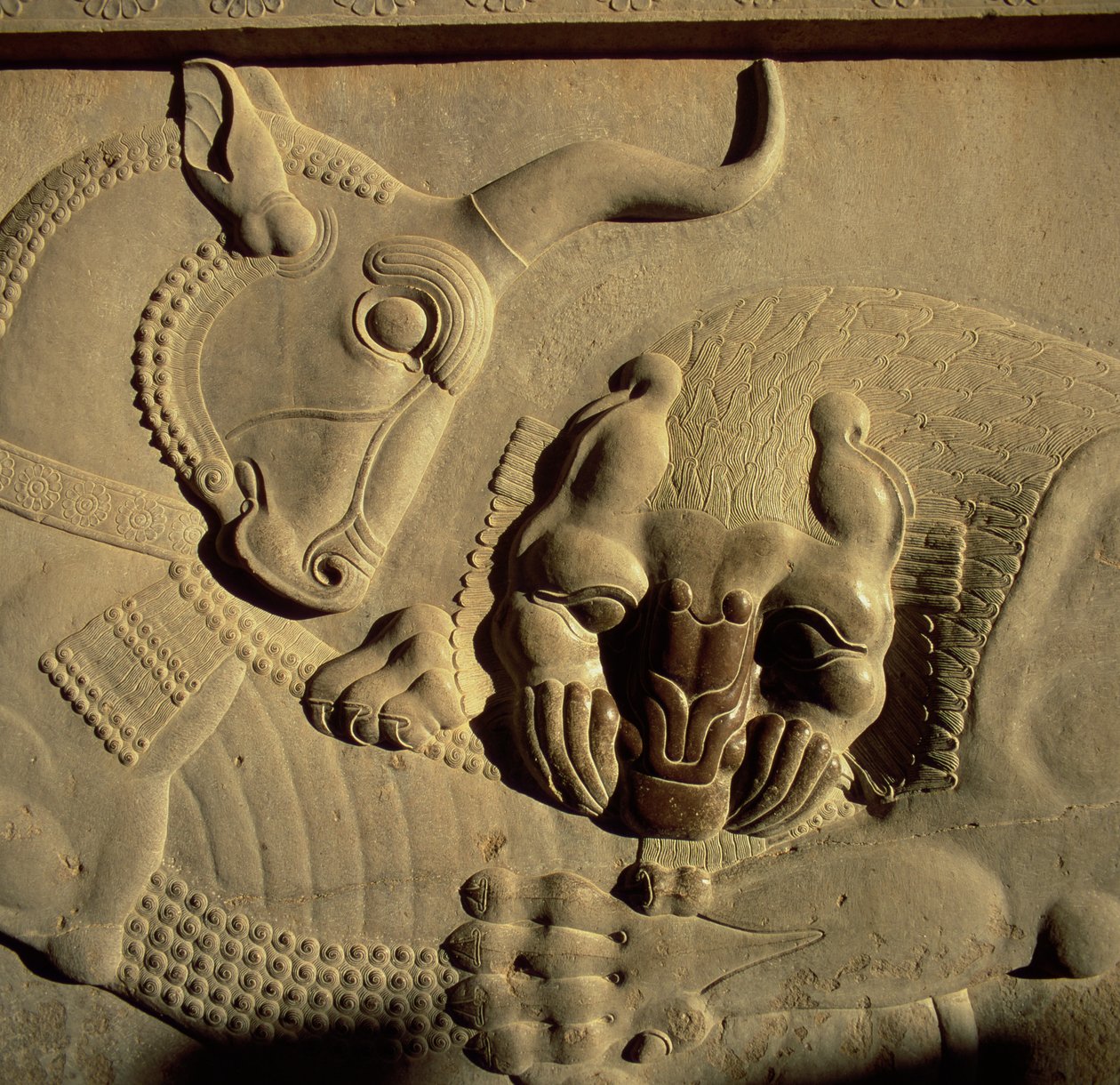 Um leão feroz atacando um touro, alívio da fachada norte da escada do Tripylon, 500-480 aC de Achaemenid