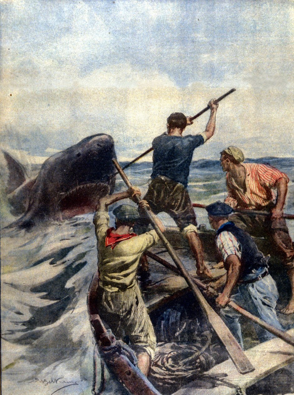 Um confronto entre pescadores sicilianos e um enorme tubarão tigre terminou com a captura do monstro marinho, que pesava 12 quintais. Ill. d