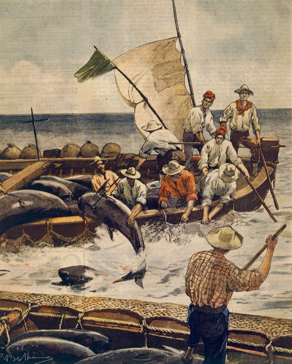 Pesca extraordinária do atum rabilho na Ilha Piana, Sardenha, de Achille Beltrame (1871-1945), de La Domenica del Corriere, 30 de Junho de 1900 de Achille Beltrame