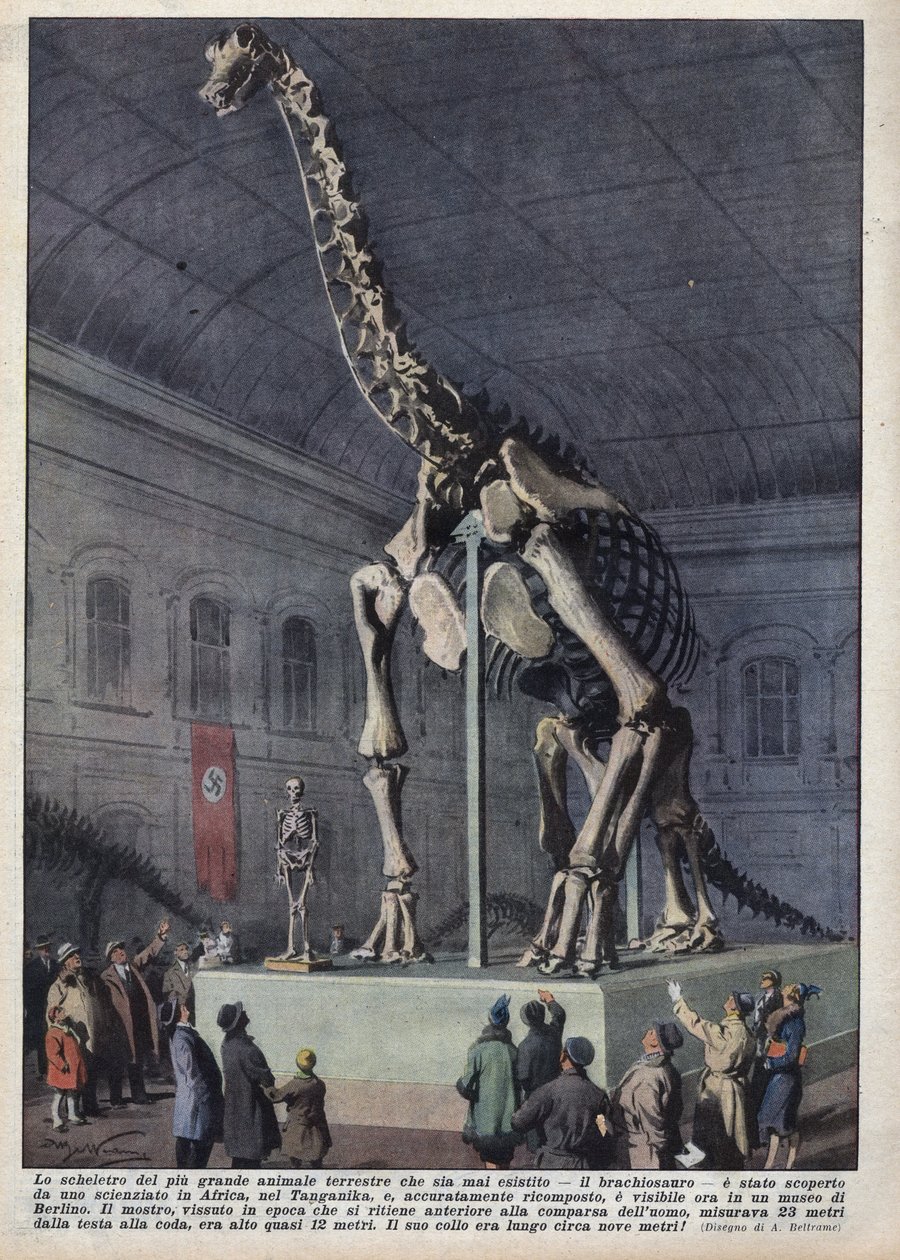 Instalação num museu em Berlim, Alemanha, de um esqueleto de braquiosauro descoberto por um cientista em África. Ilustração de Achilles Beltrame em "La domenica del corriere" de 12/12/1937 de Achille Beltrame