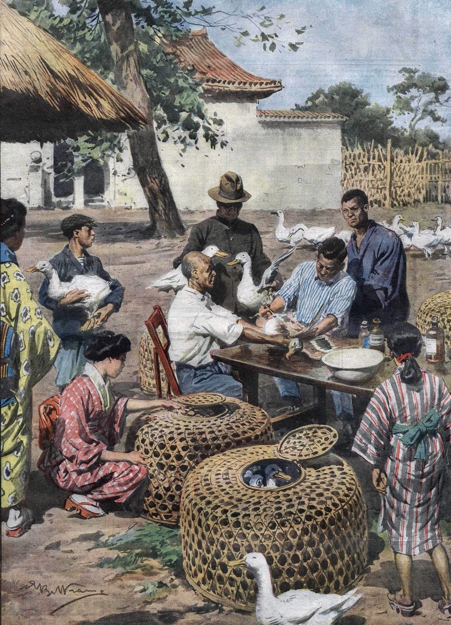 Tokyo Imperial Palace Garden: Vacinação e assistência veterinária para os patos para os proteger da cólera. Ilustração de Achille Beltrame de 1928. de Achille Beltrame
