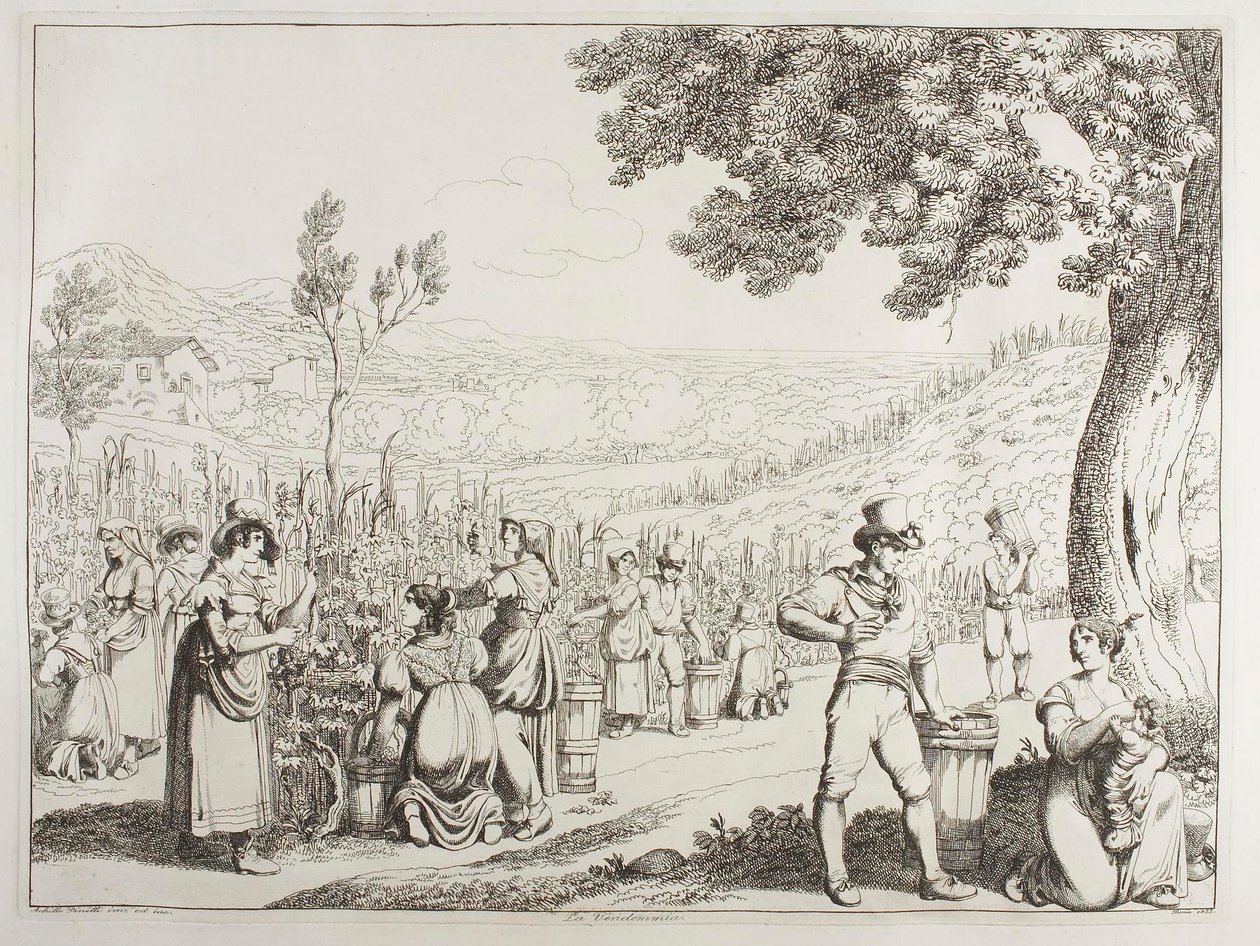 A vindima de Achille Pinelli