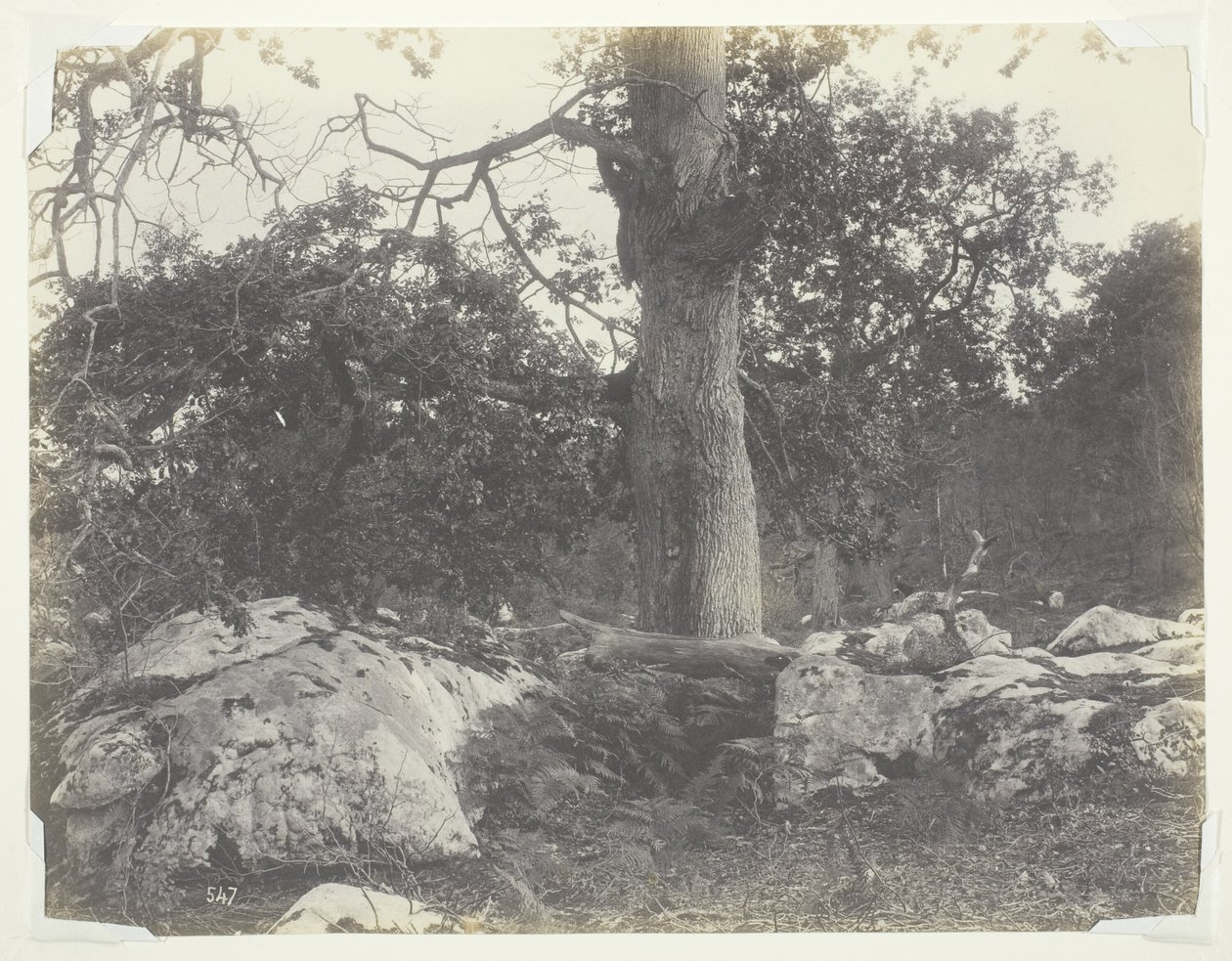 Floresta e rochas, Fontainebleau de Achille Quinet