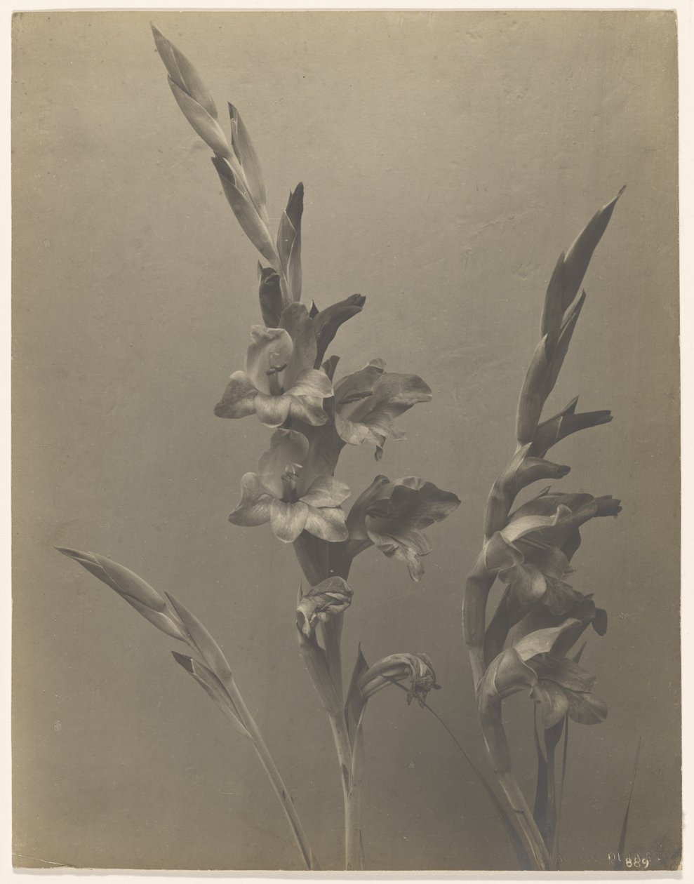 [Gladiolus] de Achille Quinet