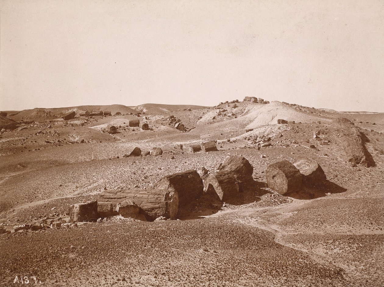 Na Floresta Petrificada (vista geral, Middle Park),c.1895-1897 (foto) de Adam Clark Vroman