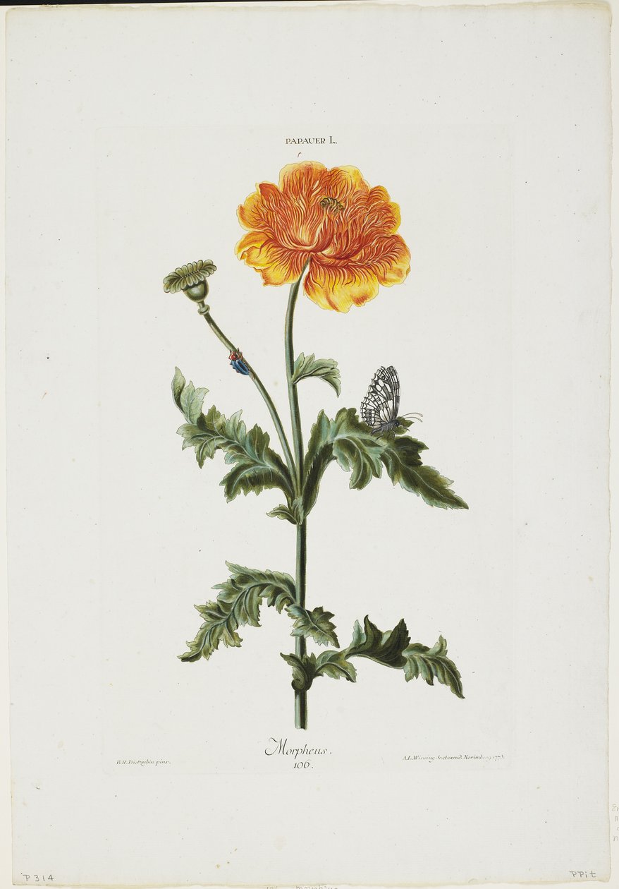 Papauer I. 106. Morpheus, de Hortus Nitidissimis, 1773 (gravura à mão) de Adam Louis Wirsing