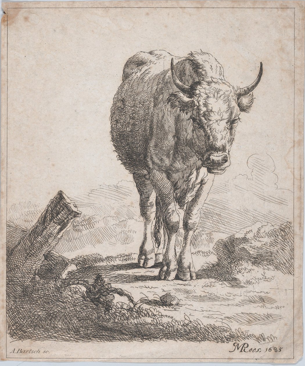 Uma vaca, vista de frente, 1805. de Adam von Bartsch