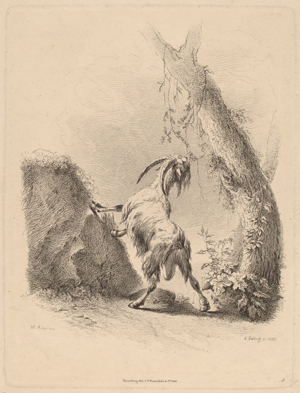 Cabra em uma paisagem, 1805. de Adam von Bartsch